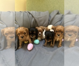 Cavalier King Charles Spaniel Dog Breeder near OAK GROVE, MO, USA