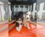 Small #1 Breeder Profile image