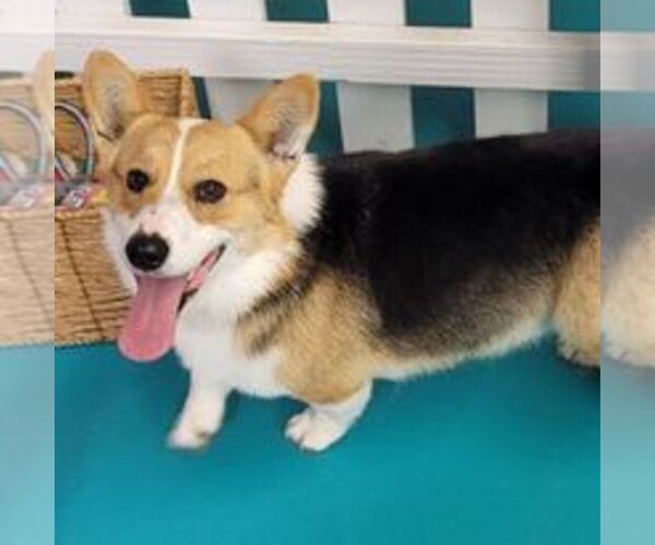 Medium Photo #1  Breeder Profile in MADISON, IN, USA