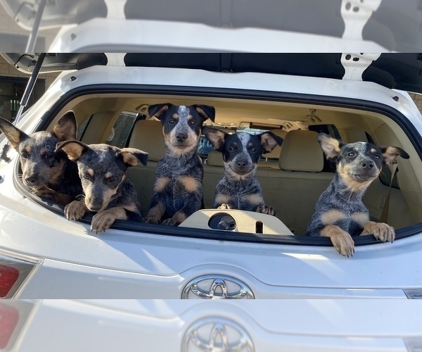 Medium Photo #1  Breeder Profile in ORANGE, CA, USA