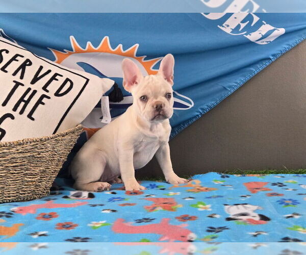 Medium Photo #17  Breeder Profile in BLACKSHEAR, GA, USA