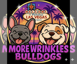 English Bulldog Dog Breeder near LAS VEGAS, NV, USA