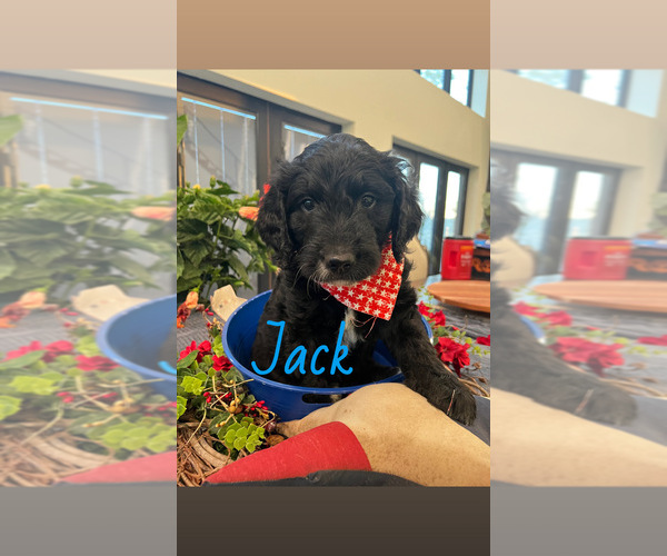 Medium Photo #1  Breeder Profile in FORD CITY, PA, USA