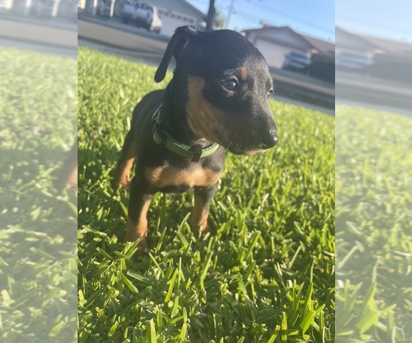 Medium Photo #2  Breeder Profile in UPLAND, CA, USA