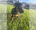 Small #1 Breeder Profile image