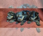 Small #286 Breeder Profile image