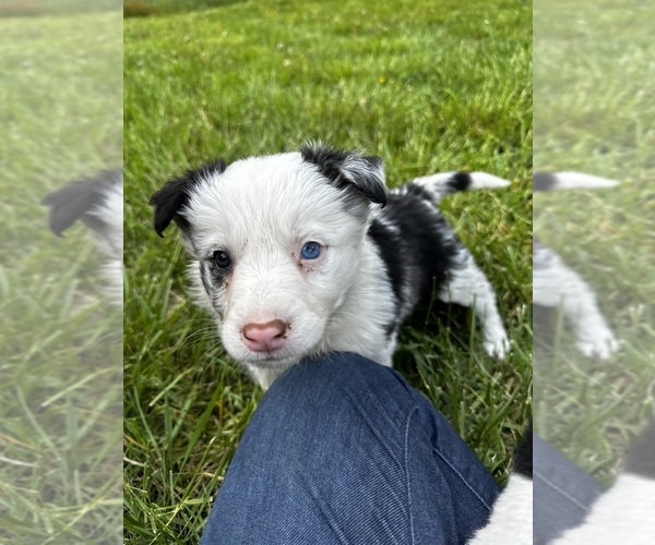Medium Photo #5  Breeder Profile in SWANNANOA, NC, USA