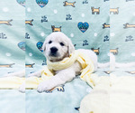 Small #1 Breeder Profile image