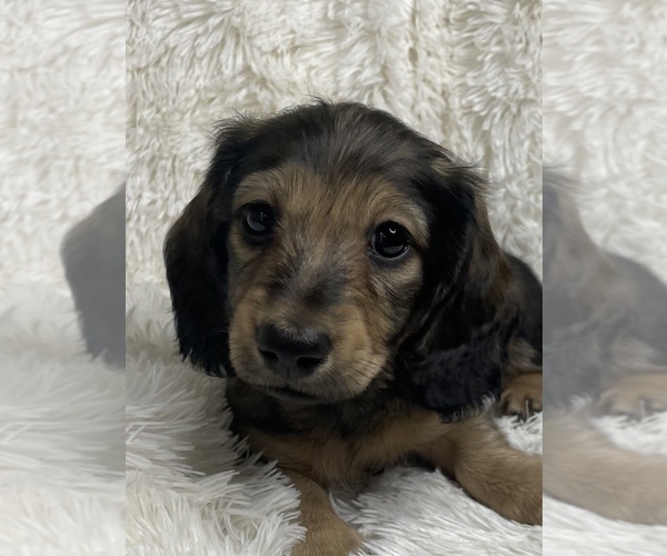 Medium Photo #8  Breeder Profile in LANEXA, VA, USA