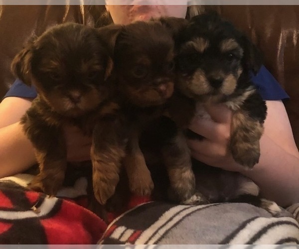 Medium Photo #12  Breeder Profile in SCOTTSDALE, AZ, USA