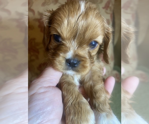 Medium Photo #1  Breeder Profile in CANON CITY, CO, USA