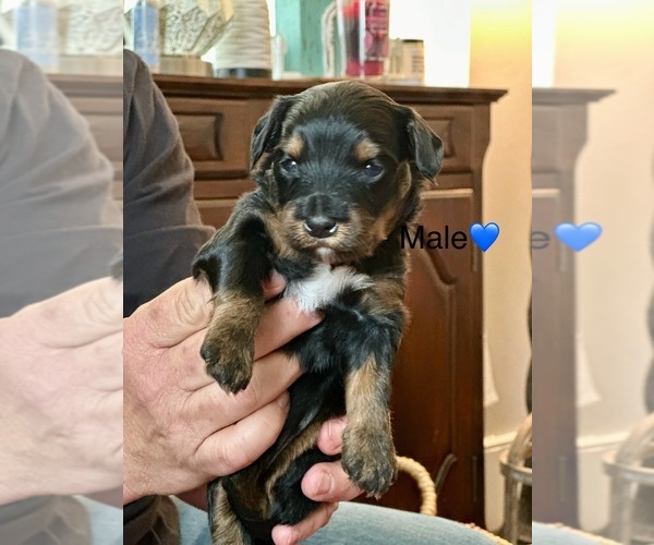 Medium Photo #4  Breeder Profile in TIMMONSVILLE, SC, USA