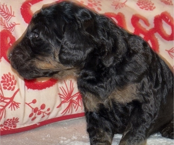 Medium Photo #10  Breeder Profile in DEXTER, MO, USA