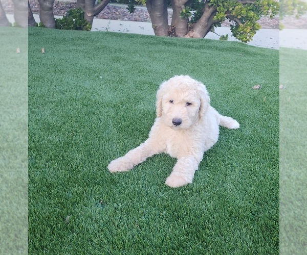 Medium Photo #1  Breeder Profile in OXNARD, CA, USA