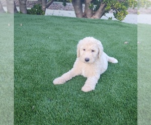 Poodle (Standard) Dog Breeder near OXNARD, CA, USA