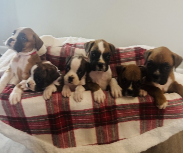Medium Photo #1  Breeder Profile in CHESANING, MI, USA