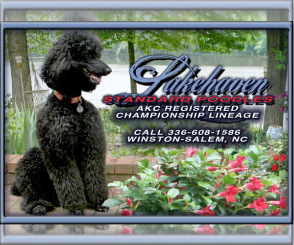 Medium Photo #1  Breeder Profile in ARDMORE, NC, USA