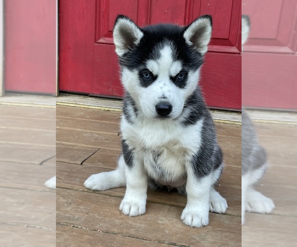 Medium Photo #1  Breeder Profile in KNOXVILLE, TN, USA