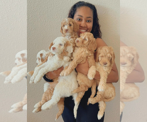 Australian Labradoodle Dog Breeder near CONCORD, CA, USA