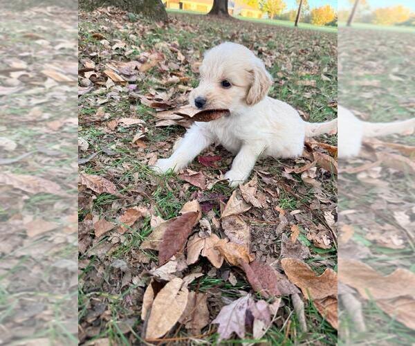 Medium Photo #9  Breeder Profile in MIDDLETOWN, OH, USA
