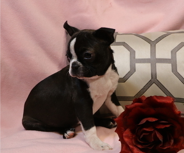 Medium Photo #9  Breeder Profile in THORP, WI, USA