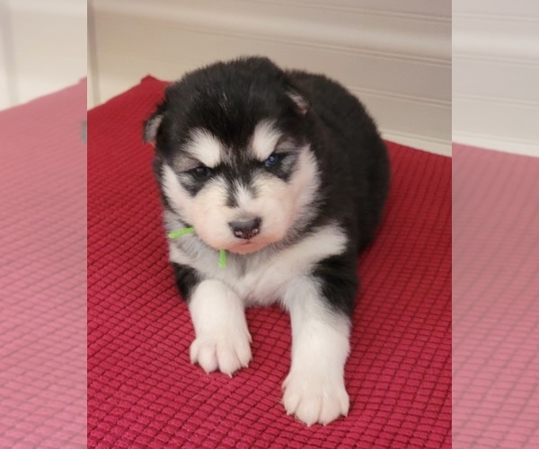 Medium Photo #1  Breeder Profile in MACKS CREEK, MO, USA
