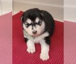 Small breeder photo
