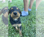 Small #1 Breeder Profile image