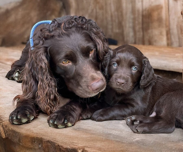 Medium Photo #1  Breeder Profile in MILLSTADT, IL, USA
