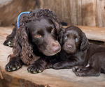 Small breeder photo