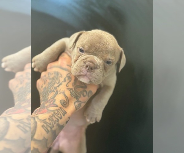 Medium Photo #1  Breeder Profile in MILWAUKEE, WI, USA