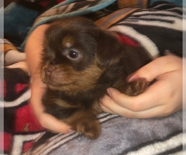 Medium Photo #36  Breeder Profile in SCOTTSDALE, AZ, USA