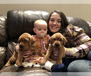 Main photo of Labrador Retriever Dog Breeder near EMPORIA, KS, USA