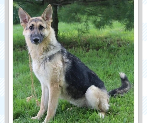 Medium Photo #3  Breeder Profile in NEW BREMEN, OH, USA