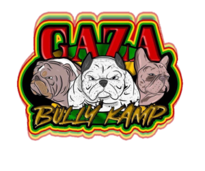 American Bully Dog Breeder near HOLLYWOOD, FL, USA