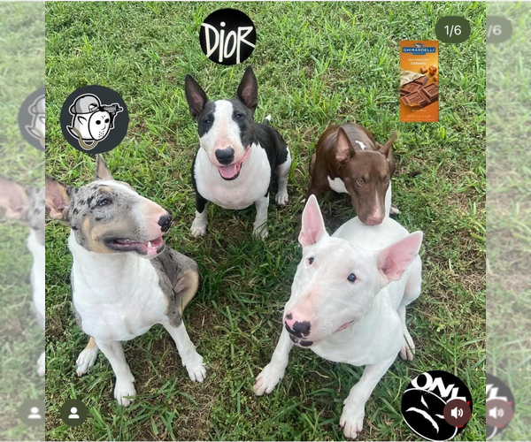 Medium Photo #1  Breeder Profile in PEMBROKE PINES, FL, USA