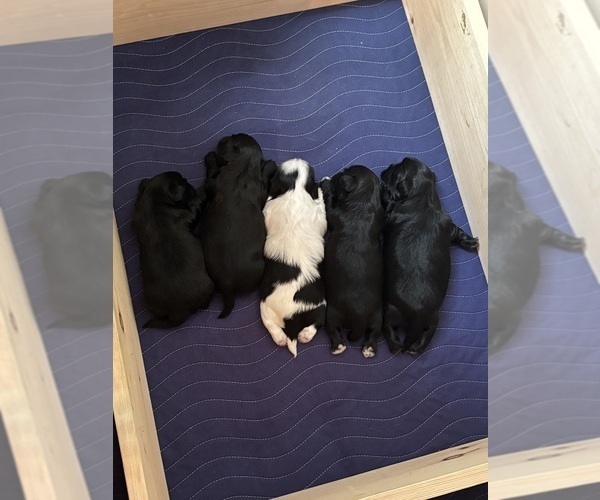 Medium Photo #1  Breeder Profile in BLUFFTON, SC, USA
