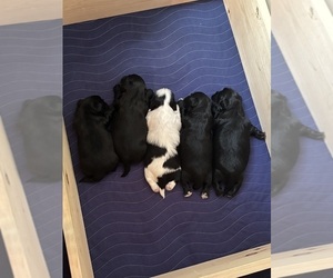 Shih Tzu Dog Breeder near BLUFFTON, SC, USA