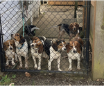 Small Photo #1  Breeder Profile in BROWNSVILLE, OR, USA