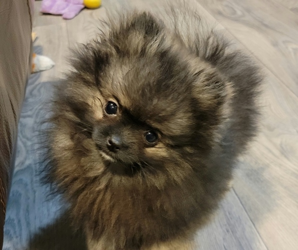 Medium Photo #12  Breeder Profile in LONE ROCK, WI, USA