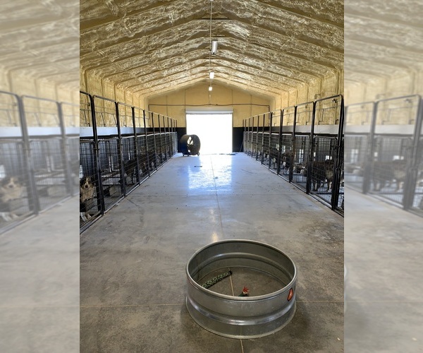 Medium Photo #7  Breeder Profile in HIGDON, AL, USA