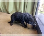 Small #81 Breeder Profile image