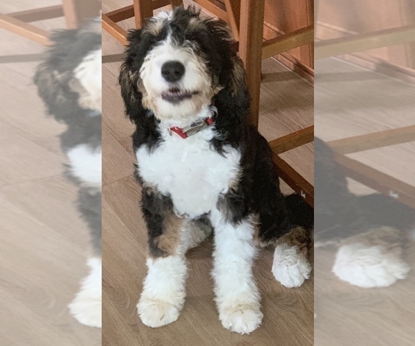 Medium Photo #9  Breeder Profile in LADY LAKE, FL, USA