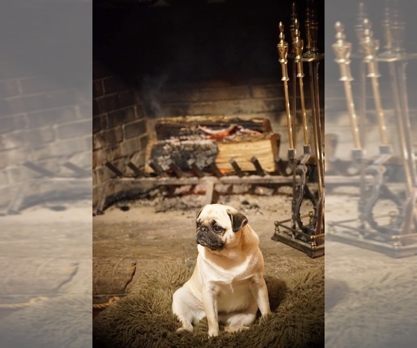 Medium Photo #1  Breeder Profile in ARKADELPHIA, AR, USA