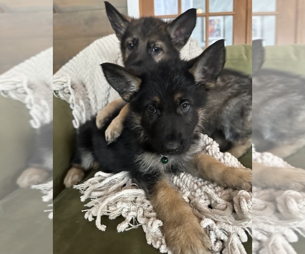 Medium Photo #5  Breeder Profile in PERKINSVILLE, VT, USA