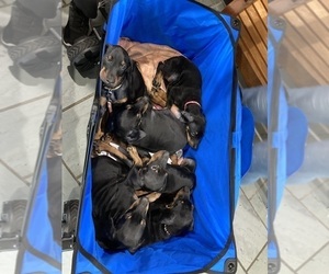 Doberman Pinscher Dog Breeder near PITTSFIELD, MA, USA