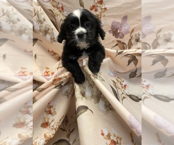 Medium Photo #2  Breeder Profile in HENNIKER, NH, USA