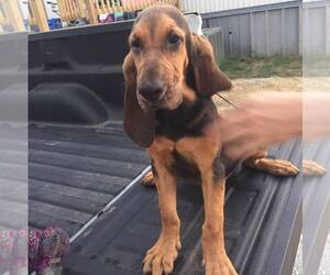 Bloodhound Dog Breeder near SASAKWA, OK, USA