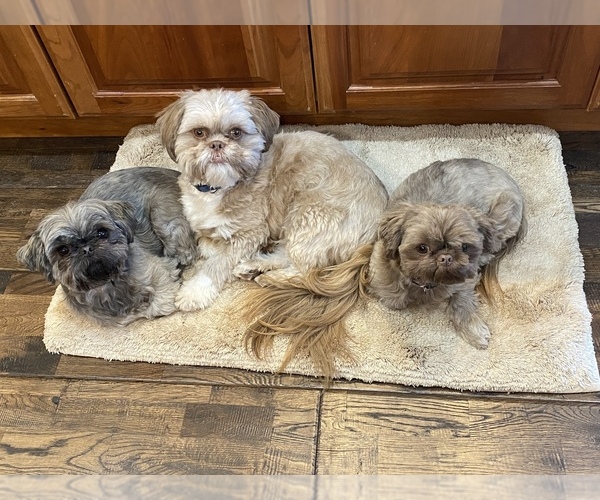 Medium Photo #1  Breeder Profile in FRANKTOWN, CO, USA