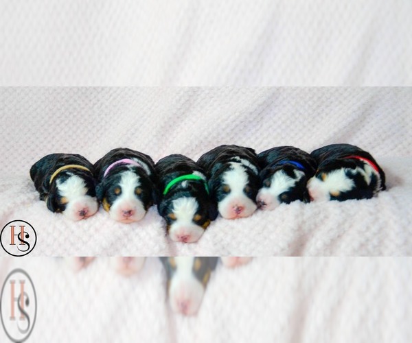 Medium Photo #1  Breeder Profile in NORTH ADAMS, MI, USA